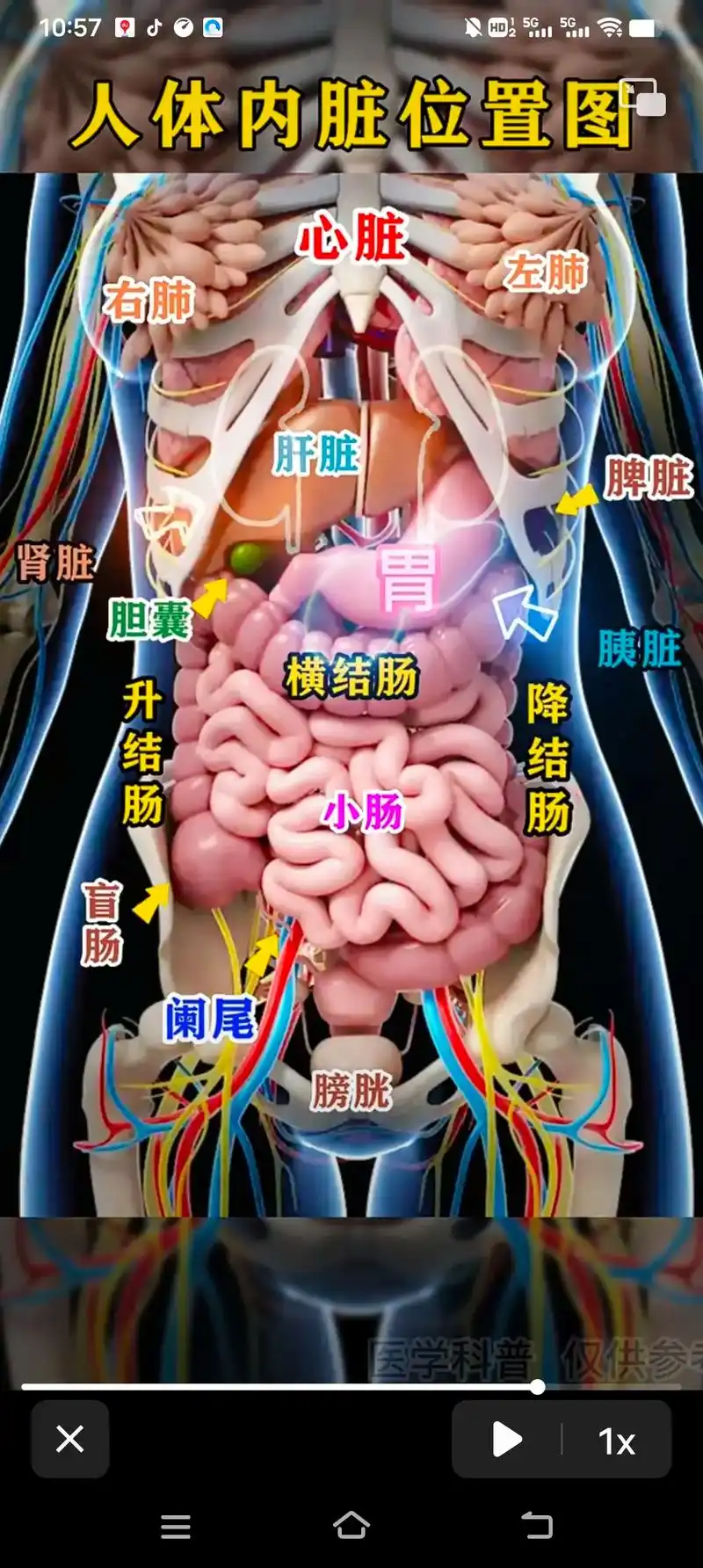女性内脏的位置 - 抖音