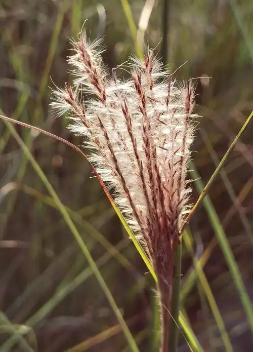 疾风劲草人生不言弃