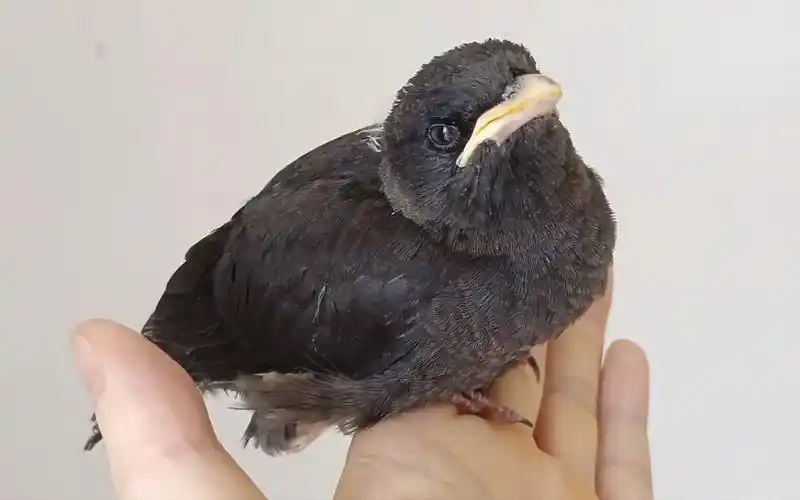 养了半个多月的八哥雏鸟,比小狗还黏人,丢都丢不掉