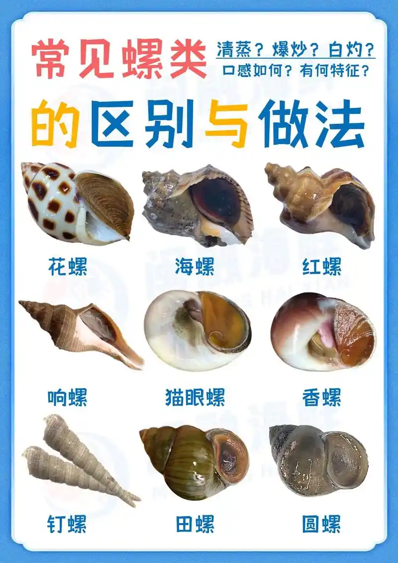 常见螺类的区别与做法,建议点赞收藏起来#海螺 #图文来了 # - 抖音