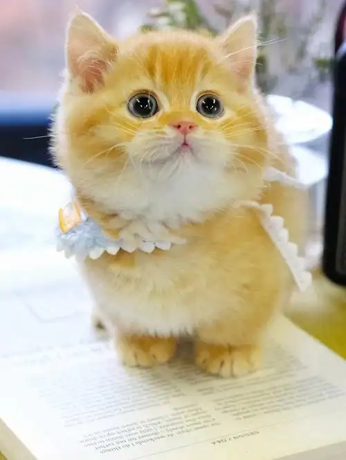 精品金渐层曼基康矮脚弟弟