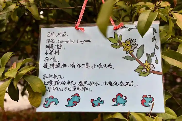 养成教育一花一木总关情记翰林小学开启校园绿色植物挂牌认养活动