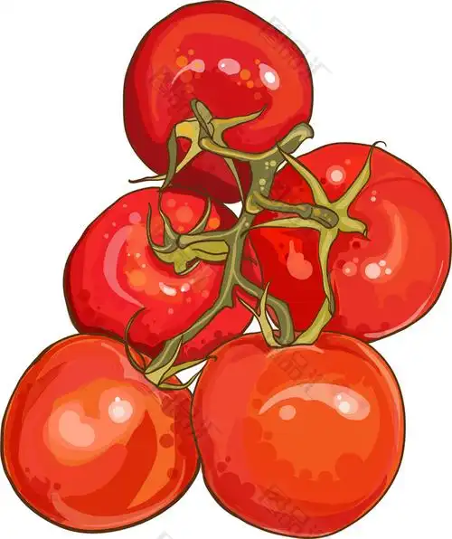 手绘番茄