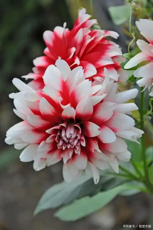 绚丽花海,大丽花养护秘籍大揭秘!