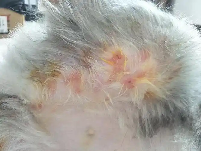 【讨论】 潮湿引起的 细菌感染