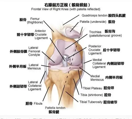 膝关节痛专题培训班