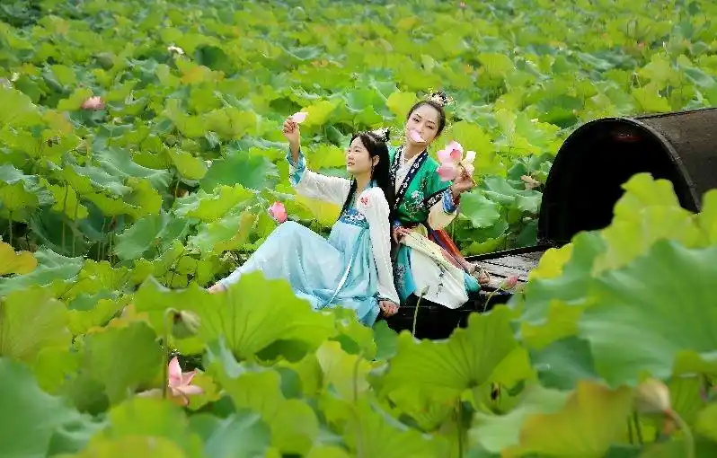 荷塘泛舟-新湖南