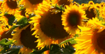 大美寿阳富家坪向日葵花期已至等你来拍照哦