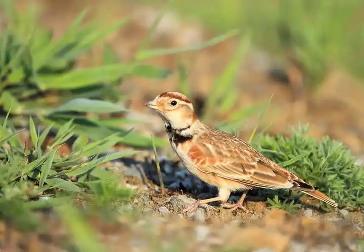 p> b>灰顶雀百灵 /b>(学名: i>eremopterix griseus /i>),是百灵科雀