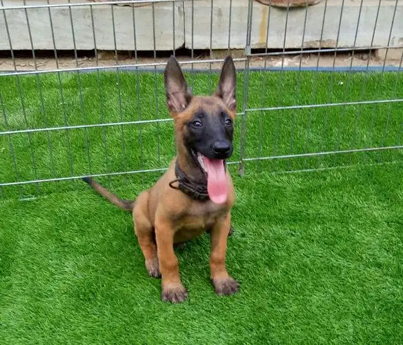 广东深圳哪里有马犬养殖基地纯种马犬价格