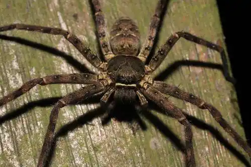 原创南方的蟑螂可怕那你是没有见过这种不结网的蜘蛛