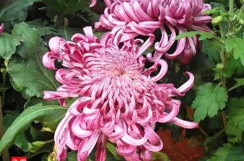 60款超美菊花,每一种都醉人,一点不输牡丹!