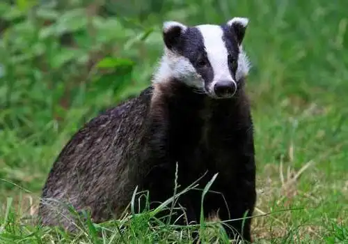 狗獾子是几级保护动物 可以吃吗