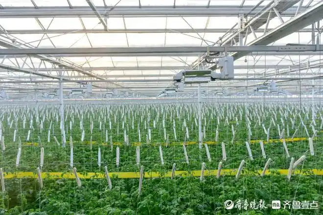 壹点观察丨山东水发航天现代农业产业园里的绿色小康路