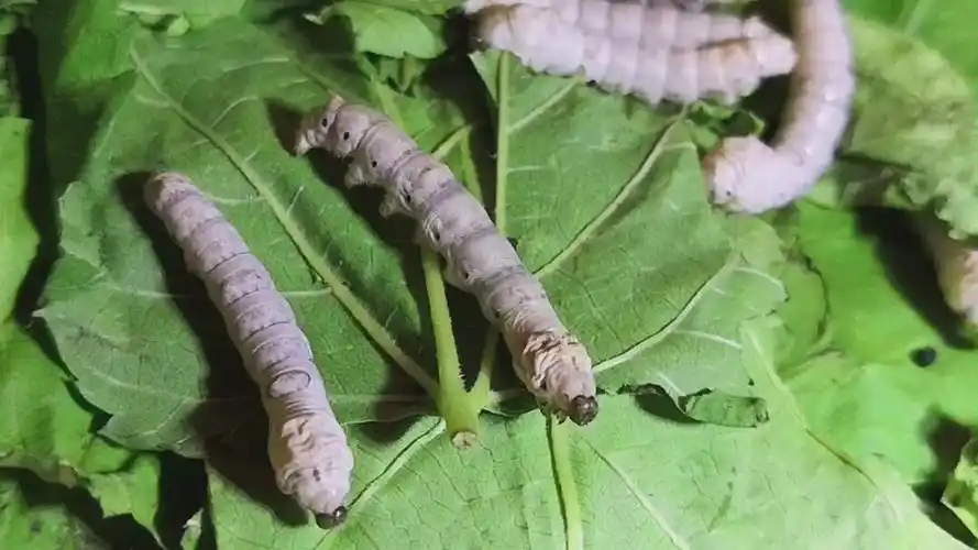 无剪辑录像看三龄大肥虫蚕宝宝褪皮全过程!