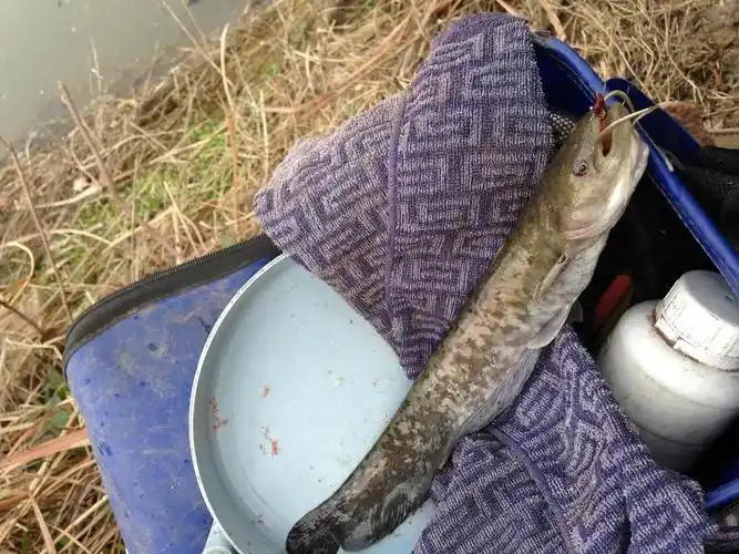 乡下小河里钓获的我们土话叫花鲶现在很少见了