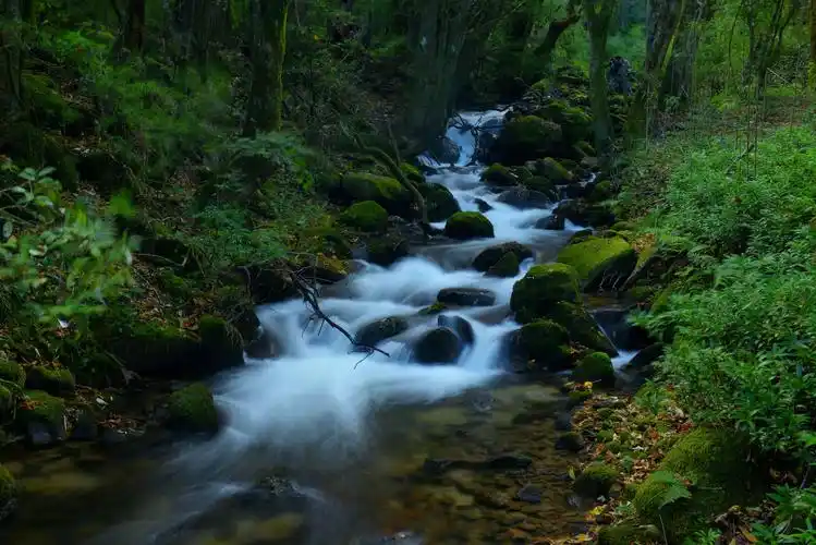 薄竹溪流 曾丽琼摄