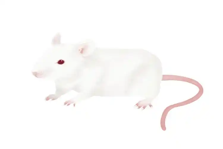 瑞金探索谢青教授团队成功构建慢加急性肝衰竭小鼠模型推动发现临床