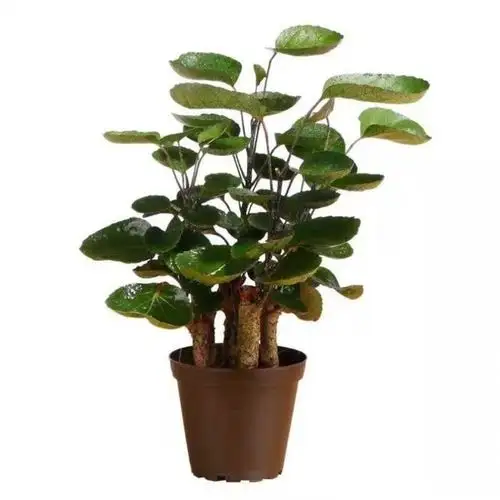 钱树金钱兜桐盆栽福禄圆叶钱多多室内绿植