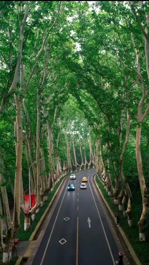 树是梧桐树城是南京城梧桐树