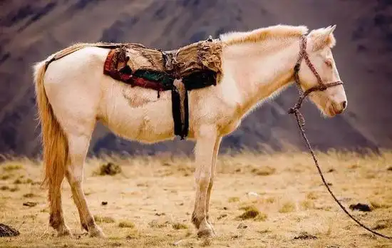 睡着的马儿大千世界,无奇不有,就拿睡觉来说.