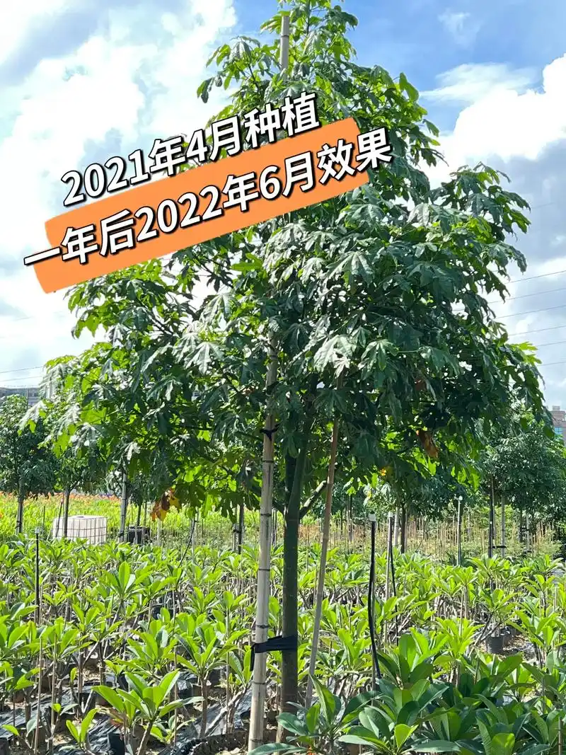 优质原生苗【澳洲火焰木】入驻发达基地首选品种!可供数量500 - 抖音