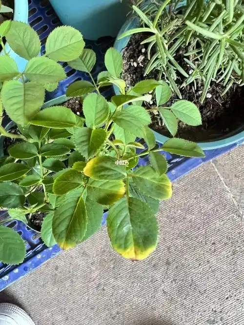 求问月季大佬叶尖泛黄是怎么回事呀