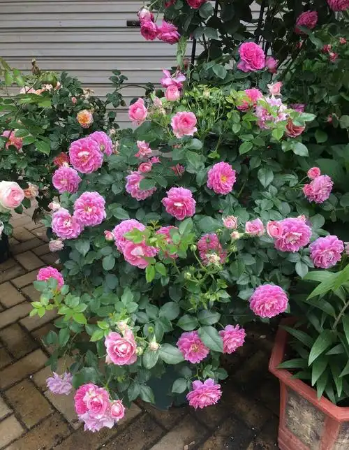 梦幻褶边月季介绍