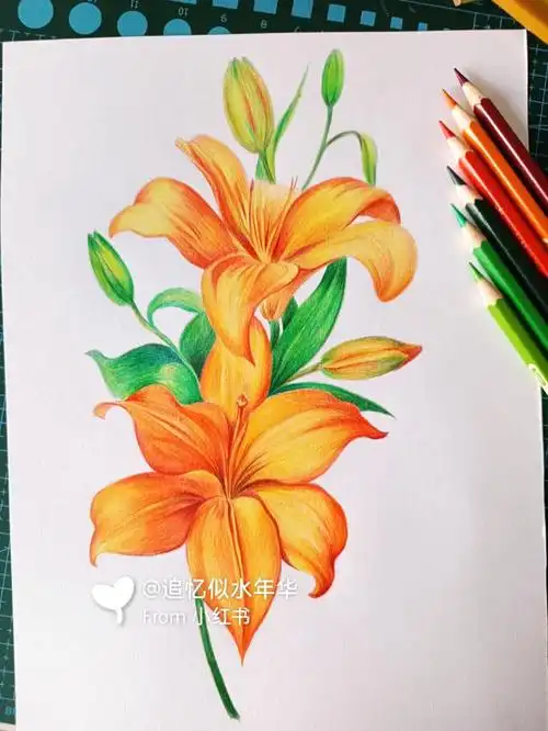彩铅百合花完成图