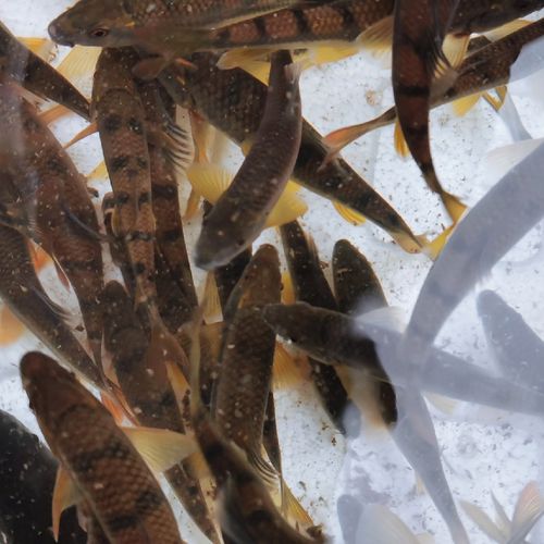 石斑鱼鲜活淡水大条石斑鱼发色观赏鱼新鲜山坑鱼溪水光唇鱼