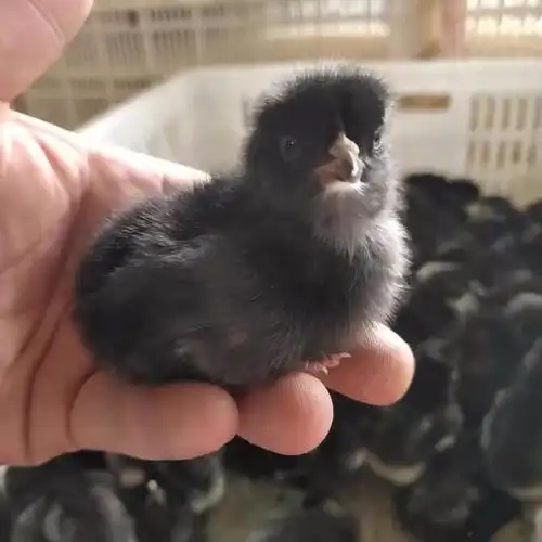 土公鸡苗芦花鸡苗 散养新鲜芦花鸡苗 出壳芦花鸡苗批发 鼎荣 基地出售