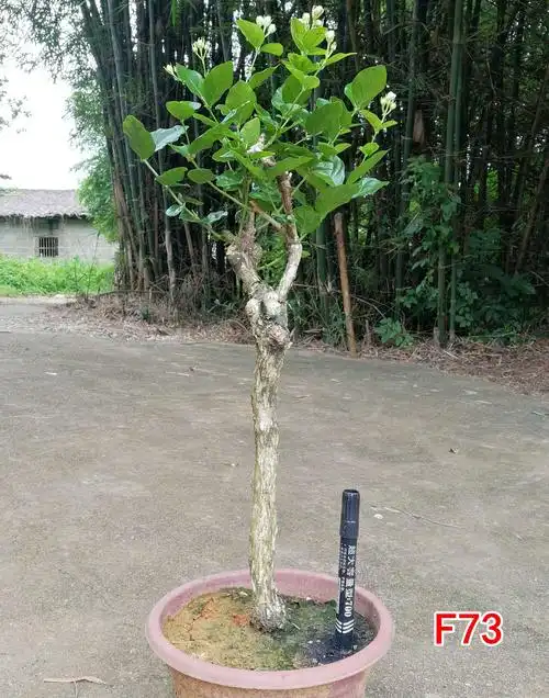 适配09-16丰田新花冠1.