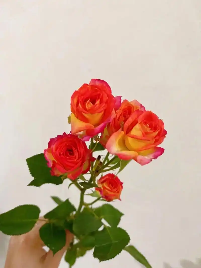 1,爱丽丝泡泡花语.