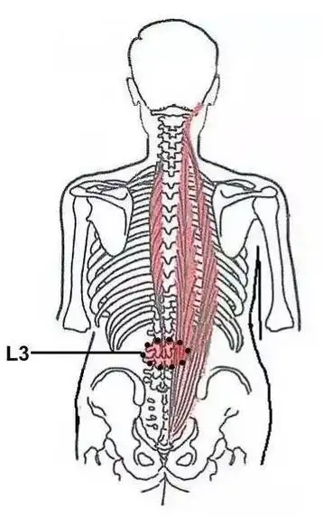 在骶棘肌外缘和髂嵴上侧穿出,越过髂嵴,分布于臀上部的皮肤,称为臀上