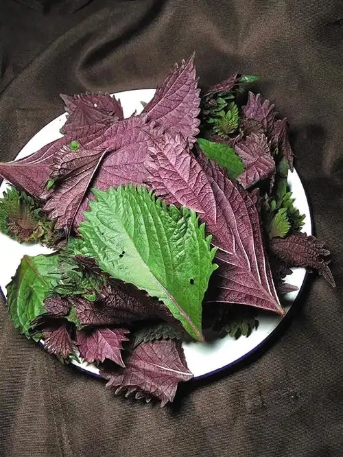 强对流天 这几样小配料 帮你养生|紫苏_新浪财经_新浪网