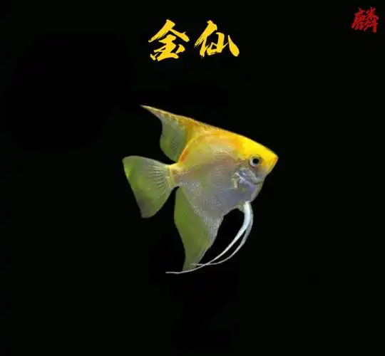 金神仙鱼燕鱼金仙钻石热带观赏鱼水族宠物中小型鱼