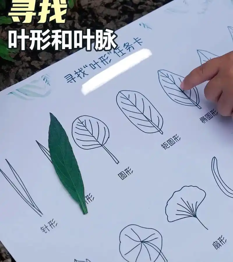 自然课堂丨认识树叶,寻找【叶形叶脉】