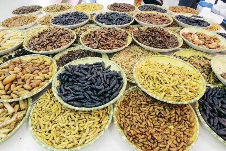 百虫入宴道道皆芬芳腾冲旅游景点