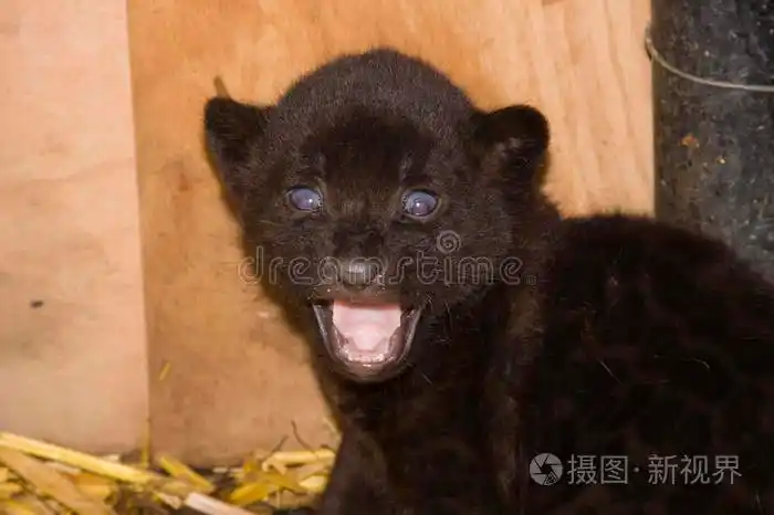 黑豹幼崽pantheraonca