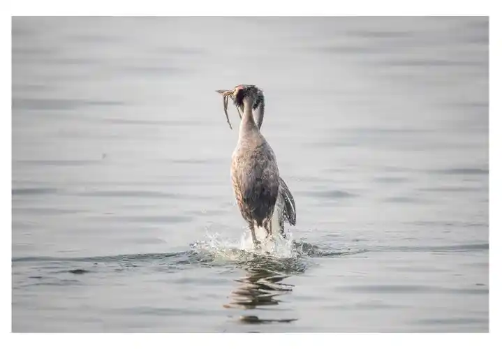 (首发)凤头䴙䴘