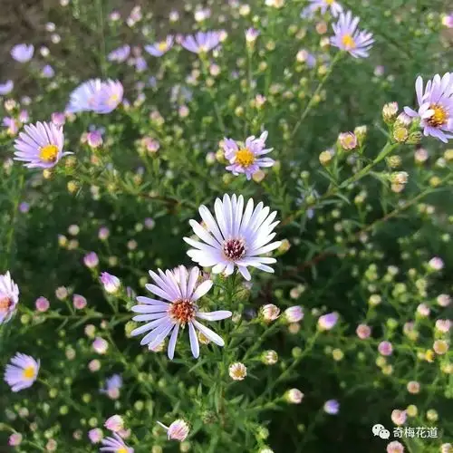 奇梅花道七夕送ta一束孔雀草让心意更有新意