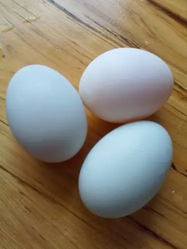 本合作社专业出售绿色新鲜鸭蛋 欢迎新老客户来电咨询