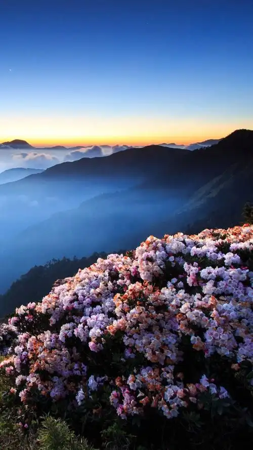 唯美 小清新 治愈 大气磅礴 摄影 人物 植物 怀旧 封面 风景