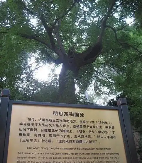 吊死崇祯皇帝的歪脖子树300多年过去了现状如何