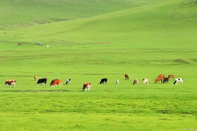 新疆最美的12个大草原,美得让人心醉,不需要滤镜,张张都是大片