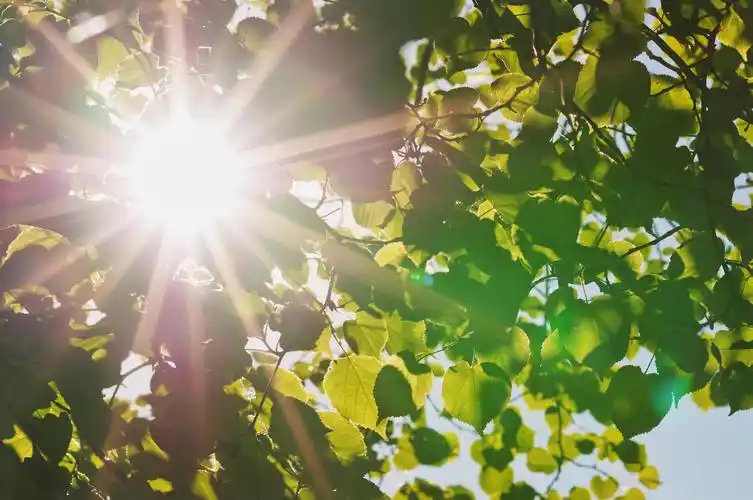 通过树叶太阳的光芒