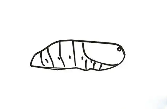 茧轮廓给画出来毛毛虫蛹简笔画蚕蛹简笔画教程蛹简笔画彩色小飞蛾怎么