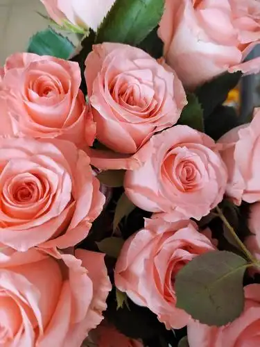 戴安娜玫瑰也很美