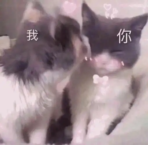 猫猫表情包:亲我一口可以不
