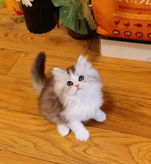 美短高地美短高地大爆毛